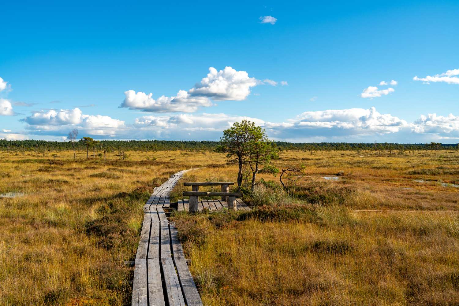 2026 02 20 ALFAwetlands